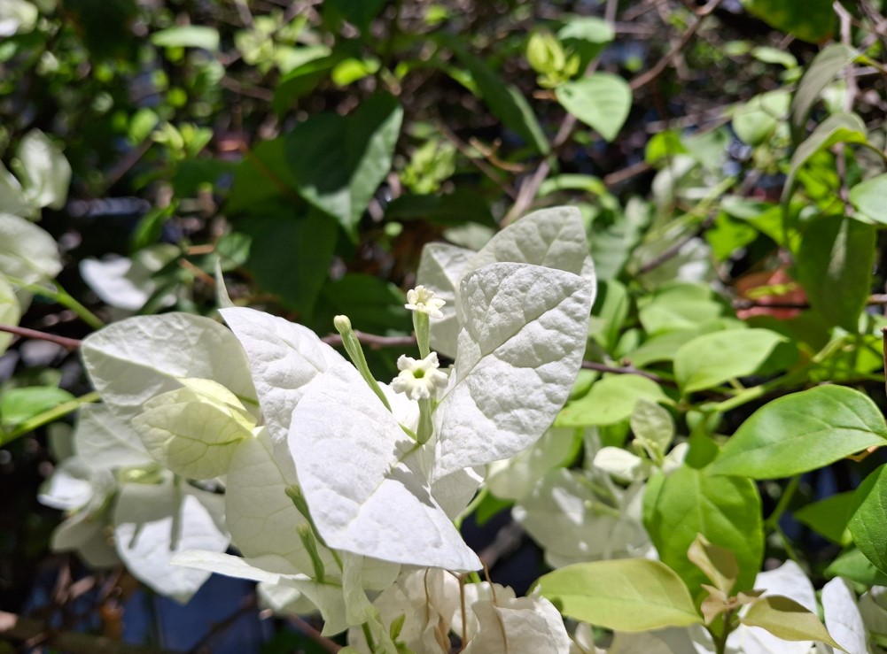 Samsung Galaxy A35's camera sample.