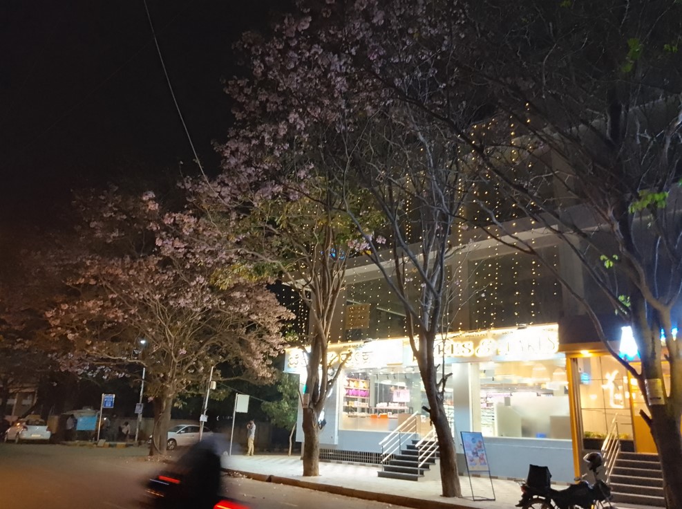 Motorola Moto G04 camera's photo sample.