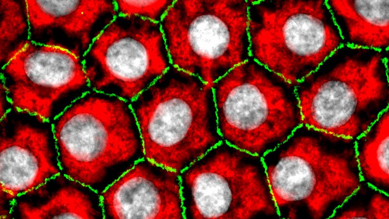 Cells that make up our body