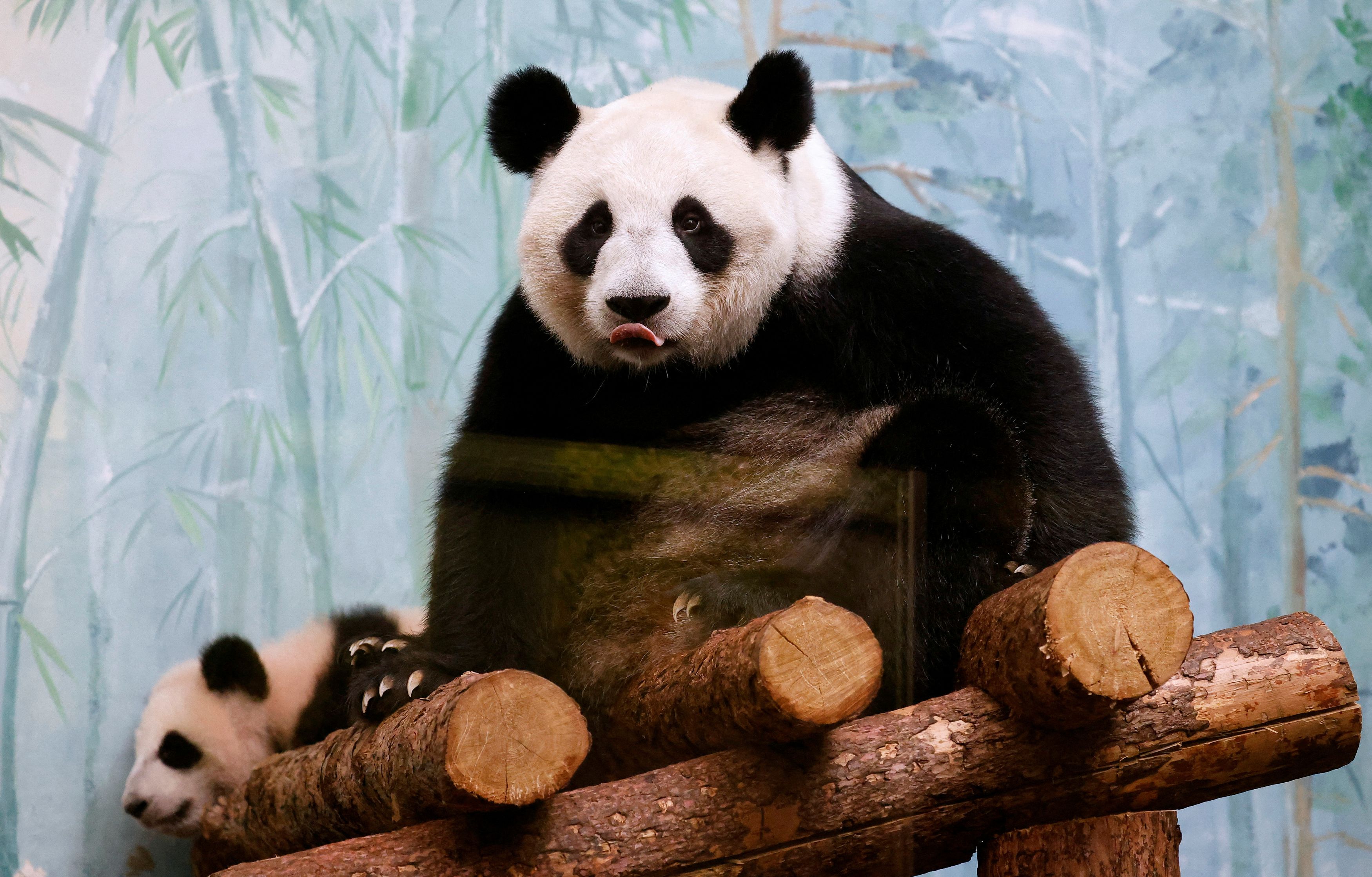 The first Russian-born giant panda cub named Katyusha and her mother Ding Ding sit in an enclosure at the Moscow Zoo in Moscow, Russia March 8, 2024.
