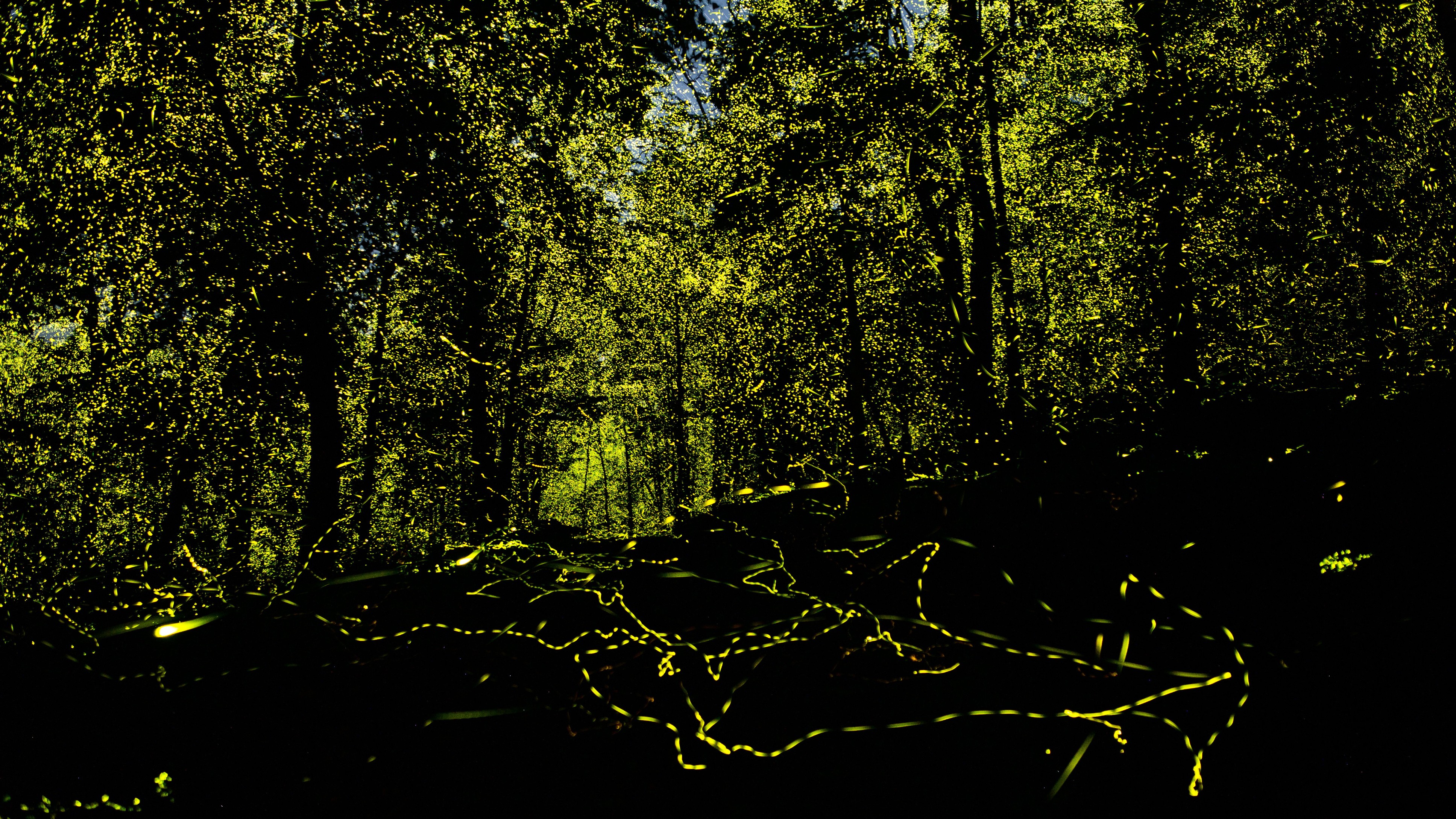 The secret life of fireflies