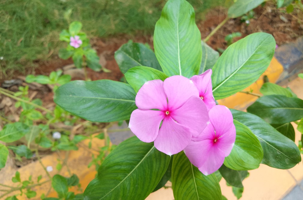 Motorola Moto G04 camera's photo sample.