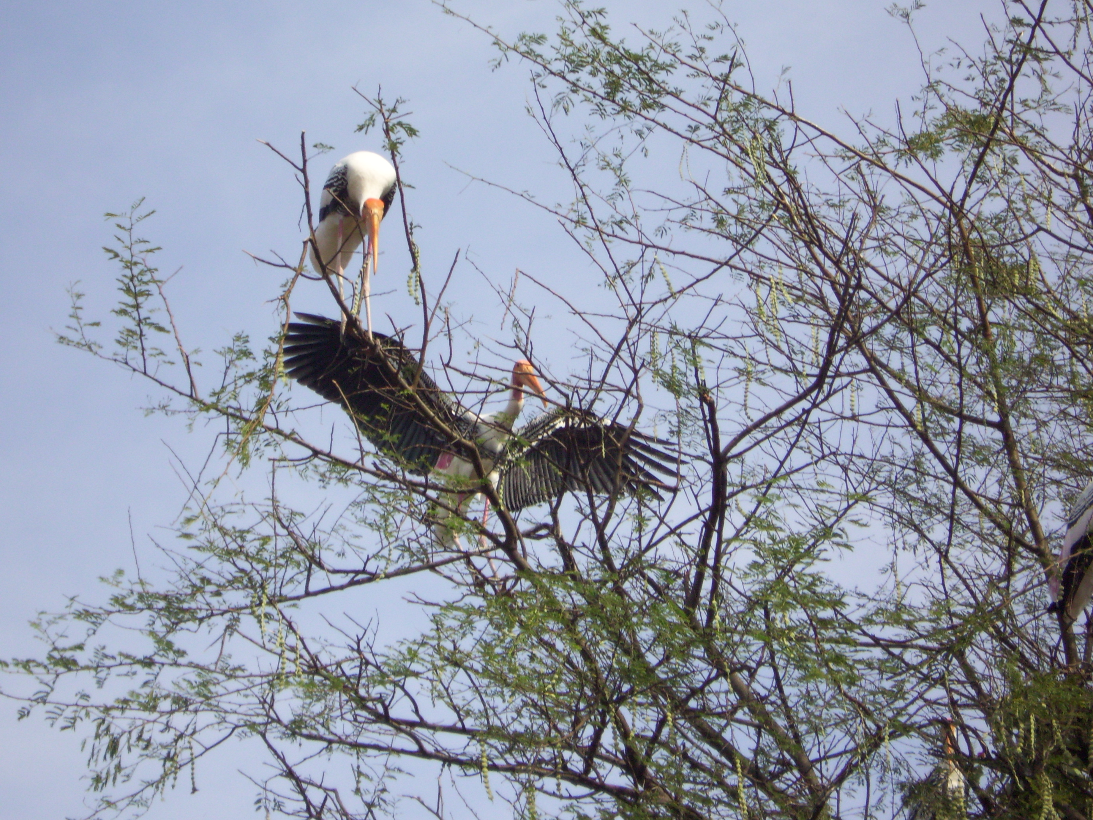 Painted storks at the Kokkarebellur Bird Sanctuary in Mandya district. Photos by author