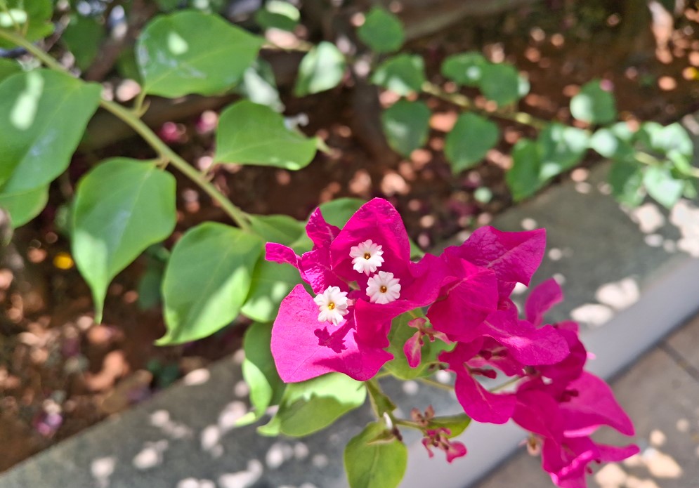 Samsung Galaxy A35's camera sample.