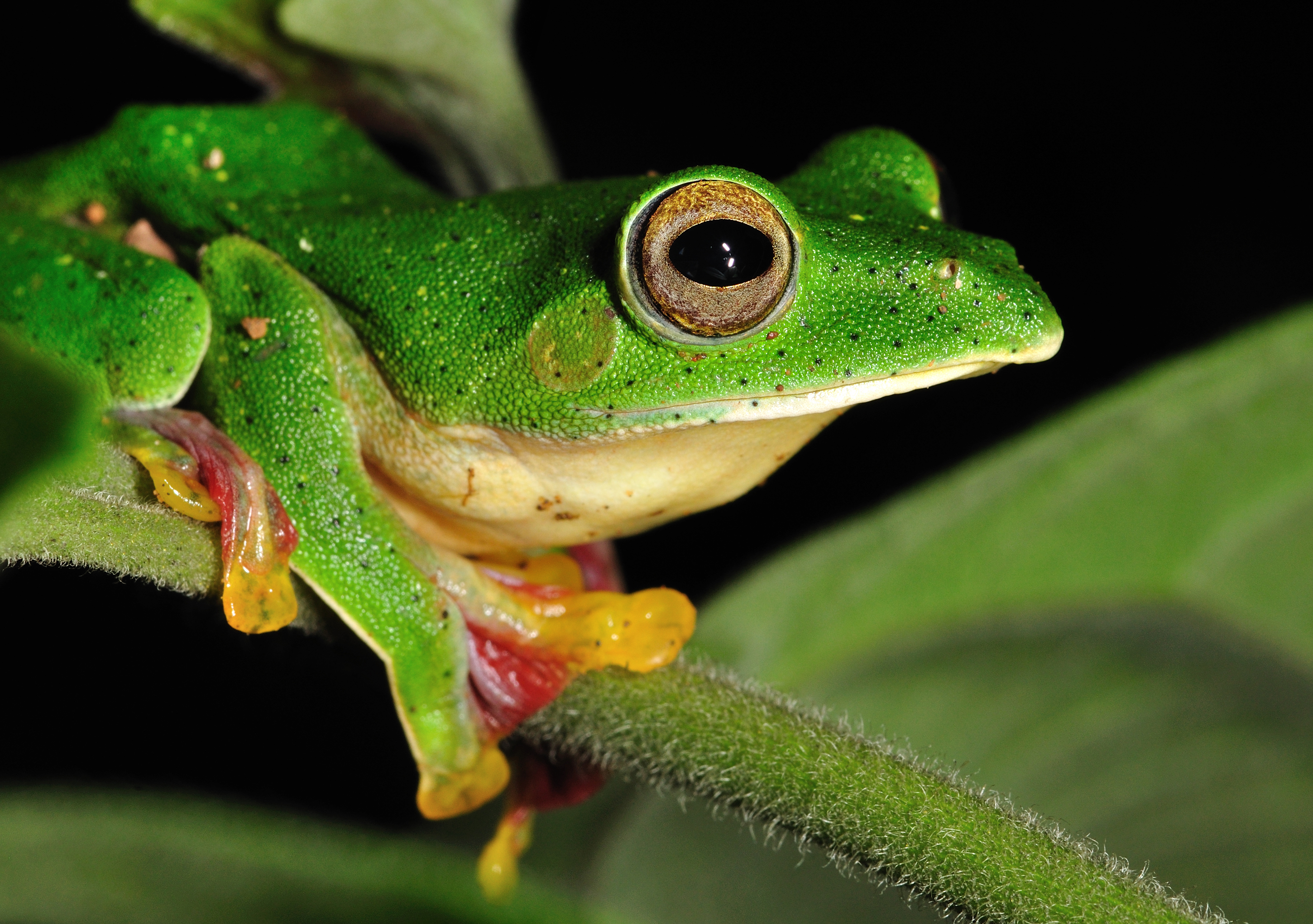 The Rhacophorus malabaricus frog.