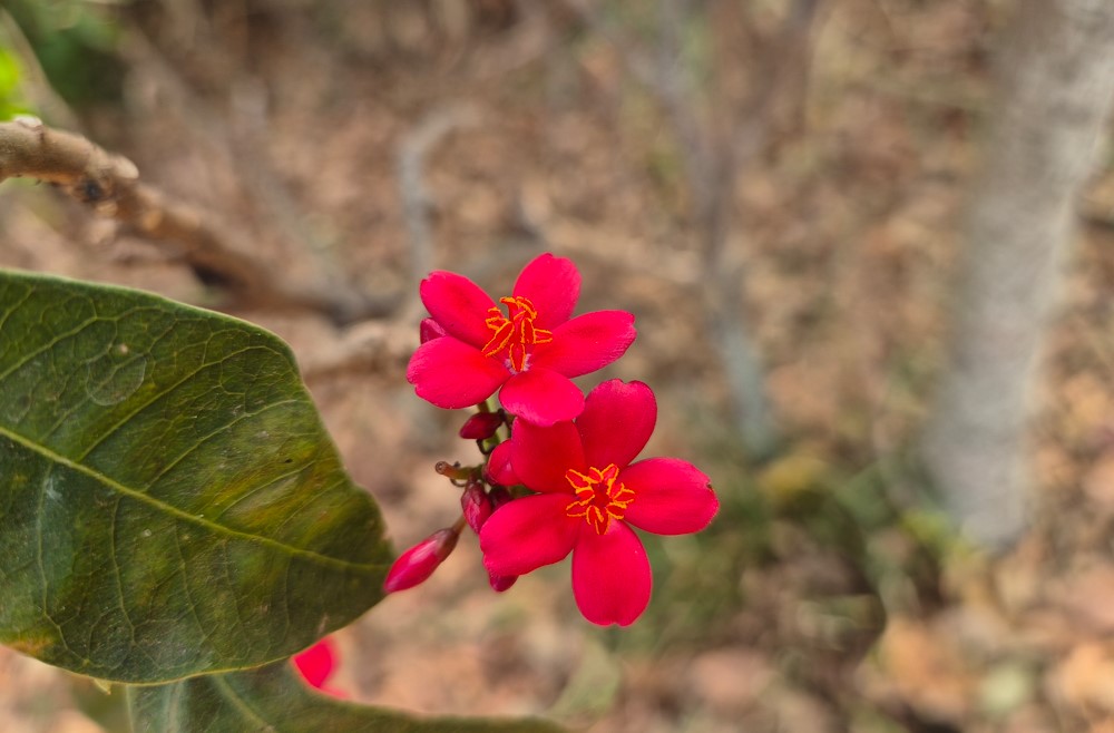 Samsung Galaxy S24 Plus' camera sample.