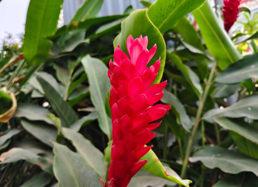 Vivo V30 5G's camera sample