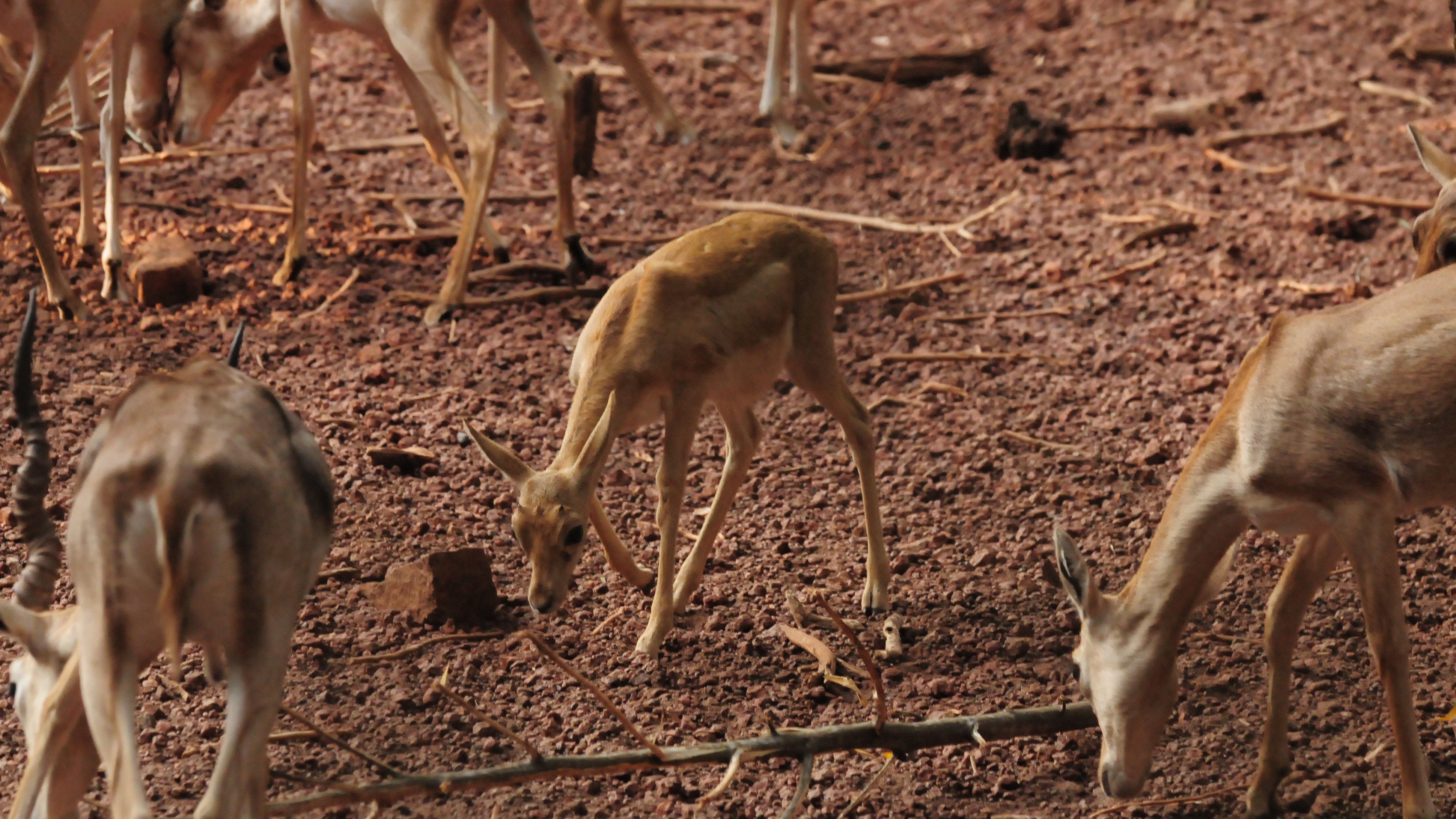 15 species give birth to young ones at Pilikula Biological Park in Mangaluru