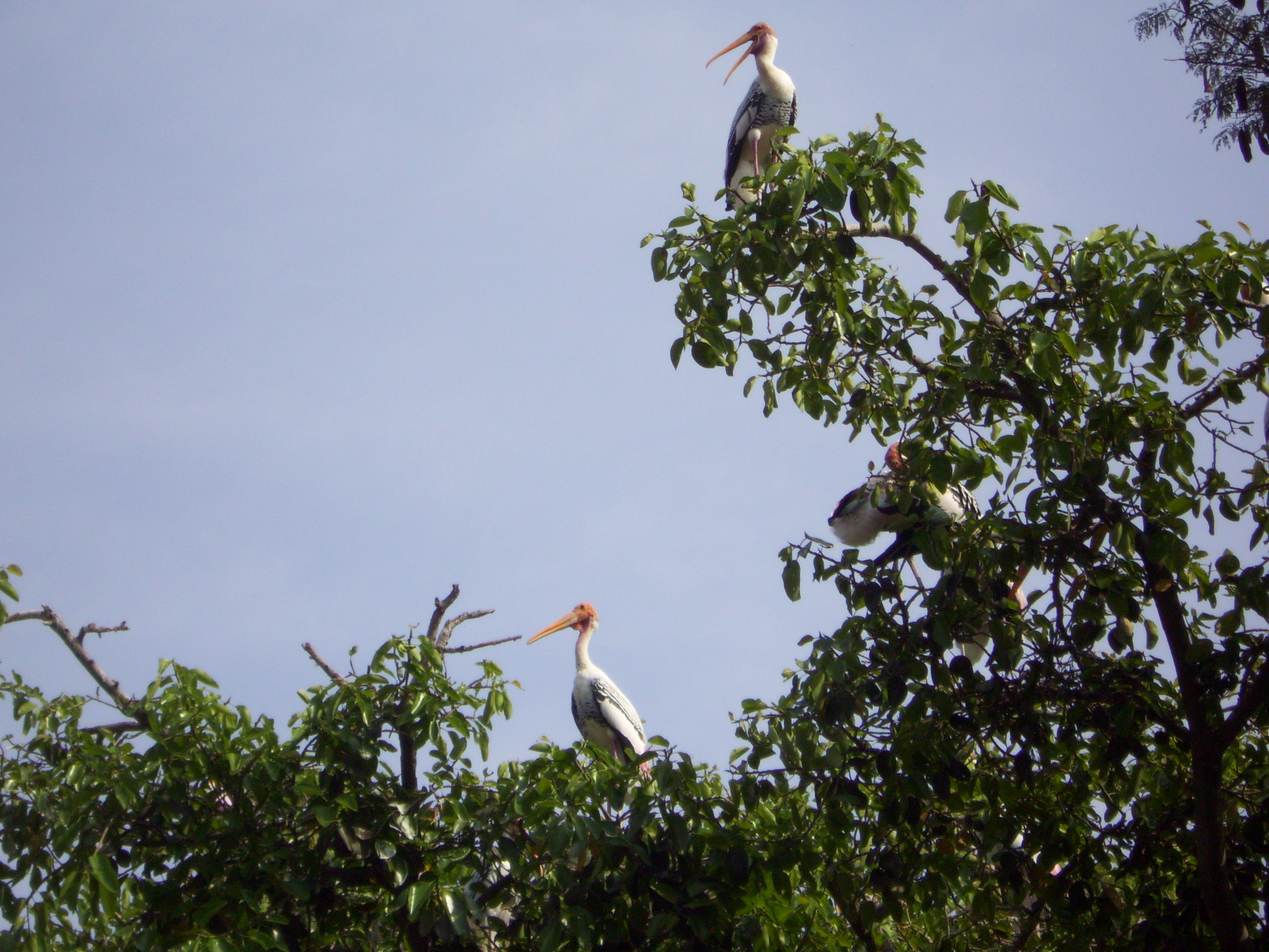 Painted storks at the Kokkarebellur Bird Sanctuary in Mandya district. Photos by author