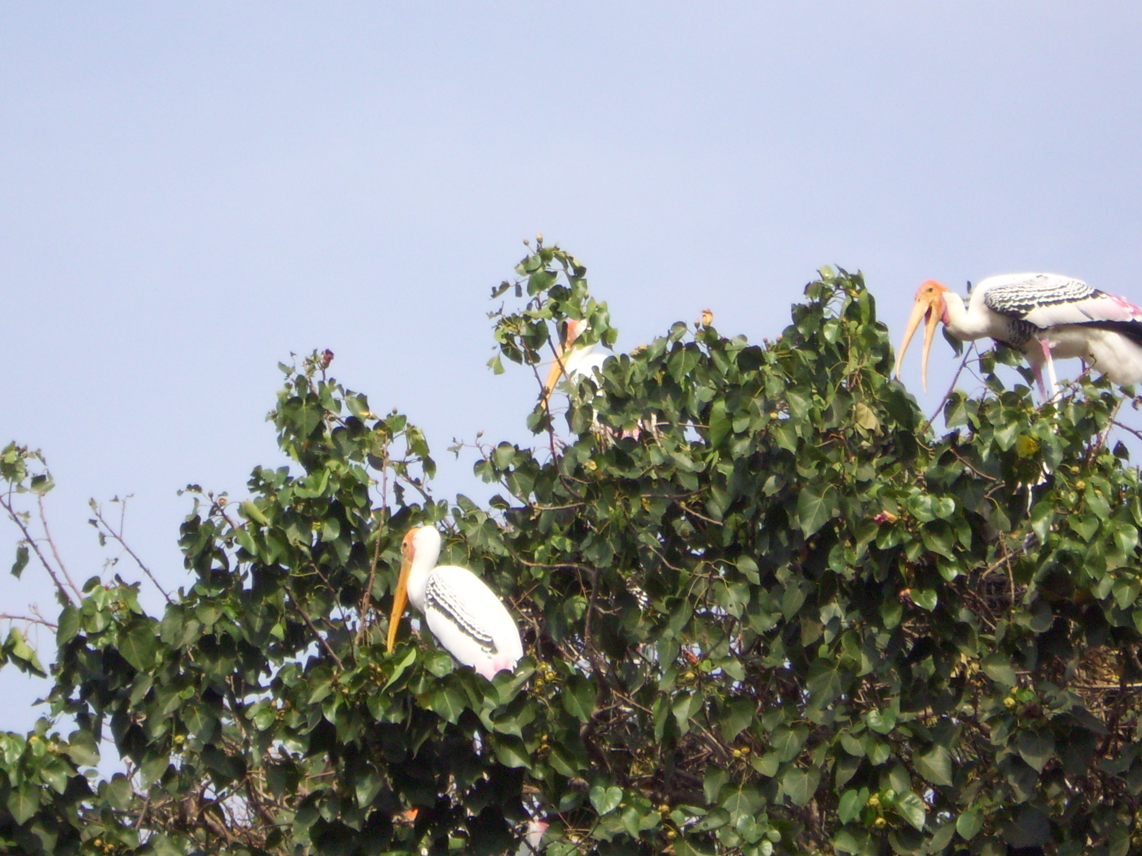 Painted storks at the Kokkarebellur Bird Sanctuary in Mandya district. Photos by author