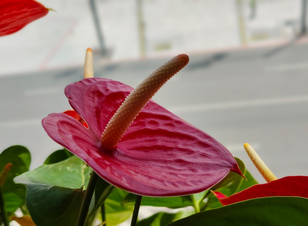 Vivo V30 5G's camera sample with portrait mode on
