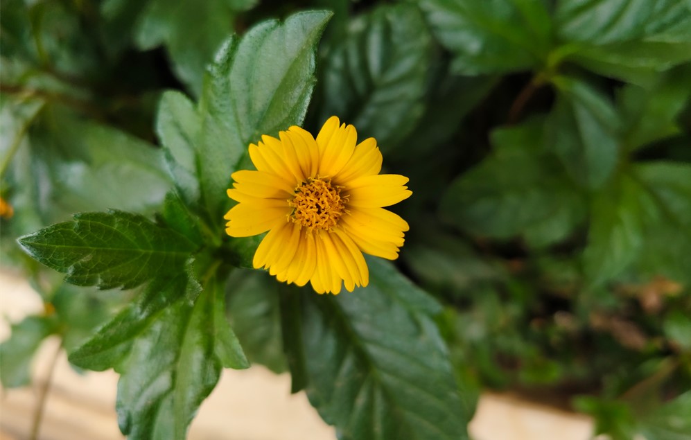 Vivo V30 5G's camera sample