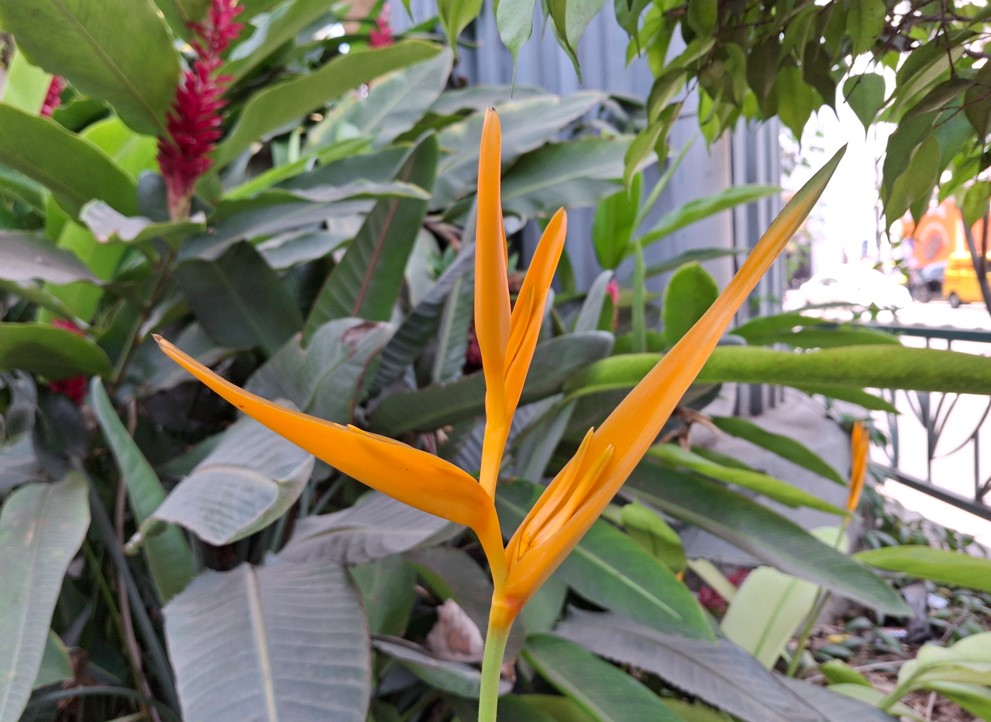 Samsung Galaxy A35's camera sample.