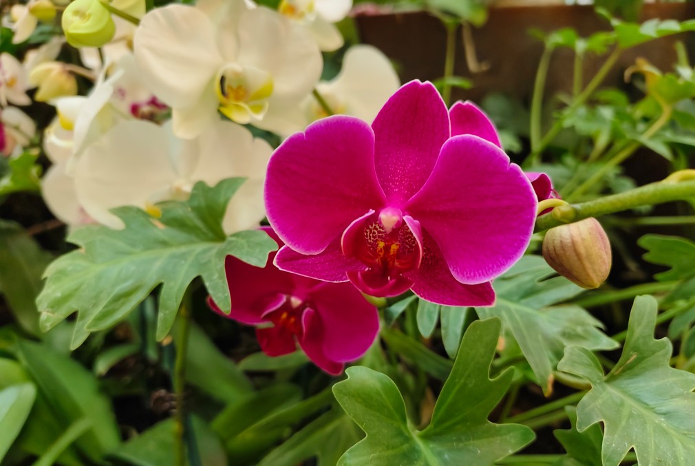 Vivo V30 5G's camera sample