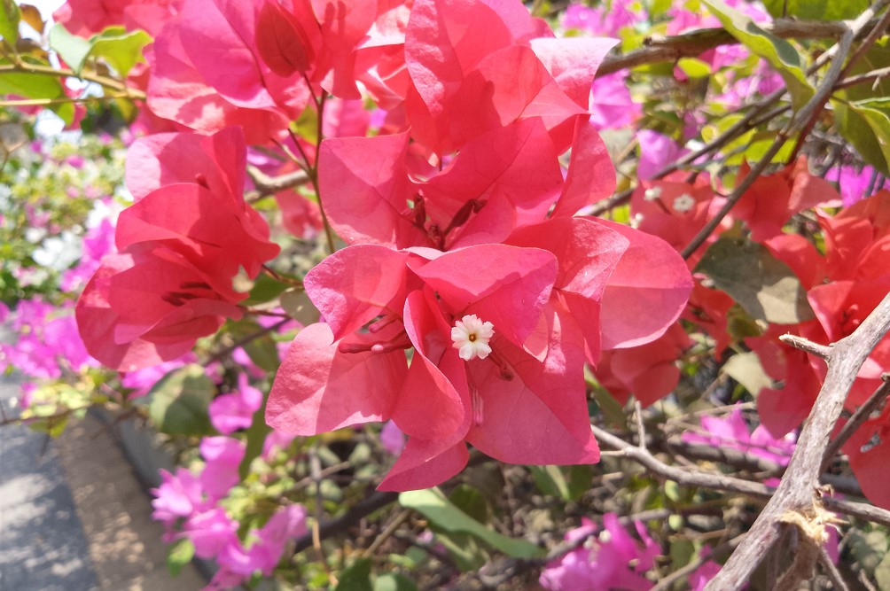 Motorola Moto G04 camera's photo sample.