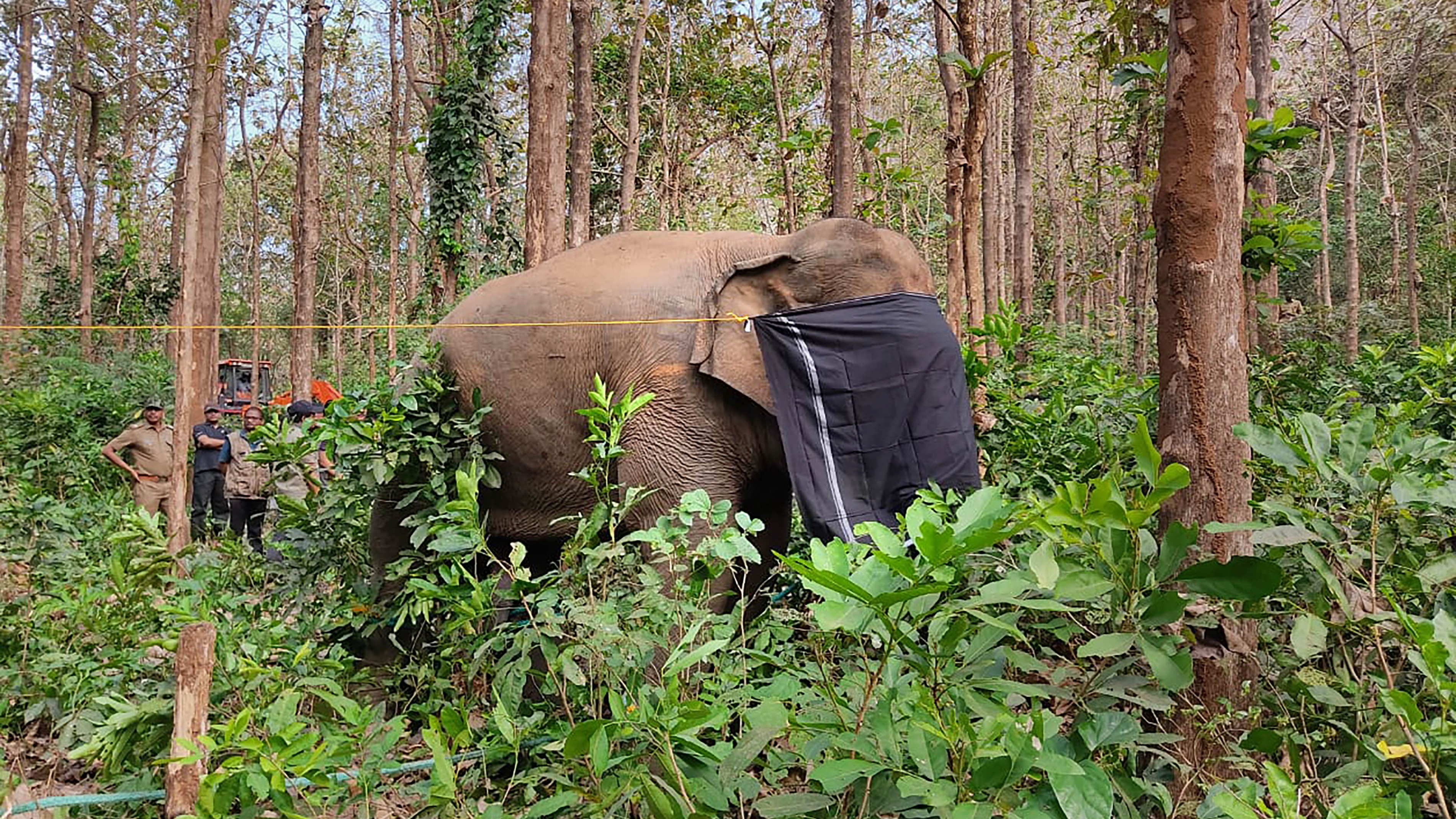Kerala declares human-animal conflict a 'state-specific disaster'