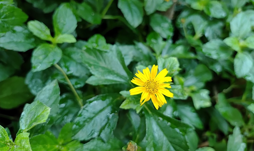 Samsung Galaxy M55's camera sample