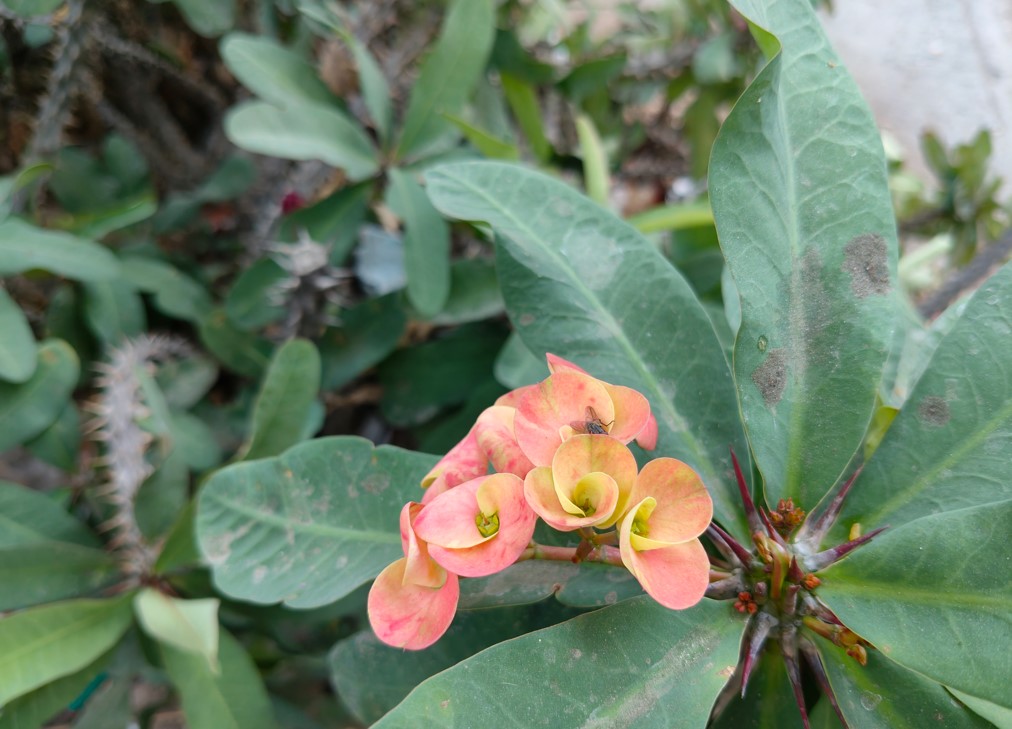 OnePlus Nord CE 4's camera sample. 