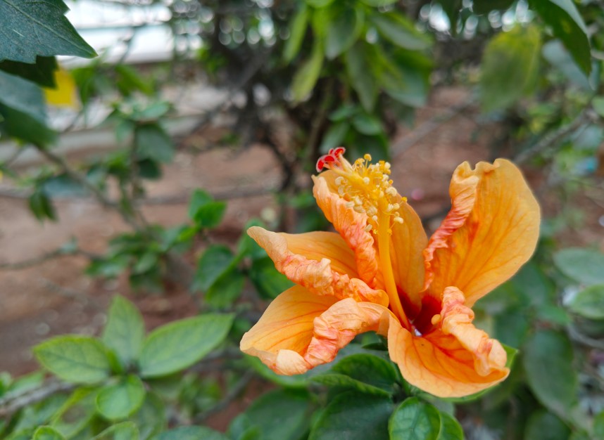 OnePlus Nord CE 4's camera sample. 