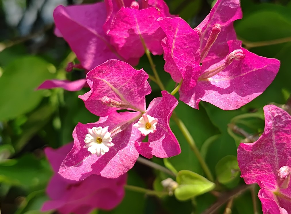Samsung Galaxy M55's camera sample with macro mode on.
