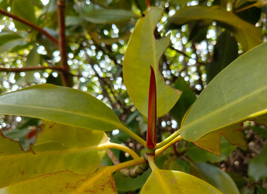 OnePlus Nord CE 4's camera sample. 