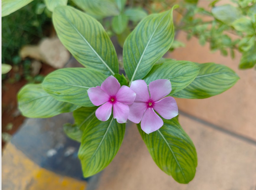 OnePlus Nord CE 4's camera sample. 