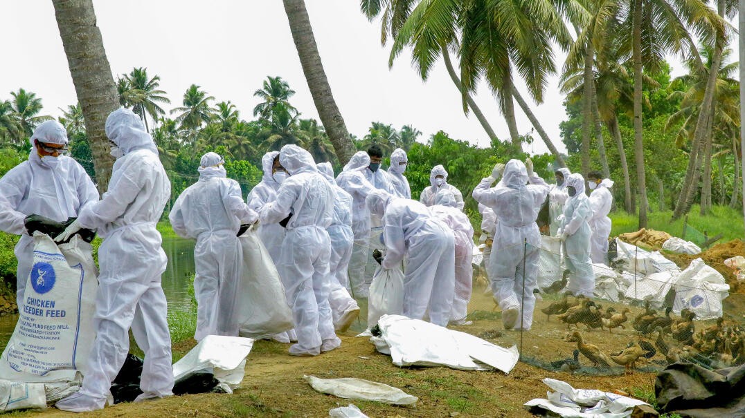 Avian flu outbreak at Ranchi's state-run poultry farm, 2,196 birds culled
