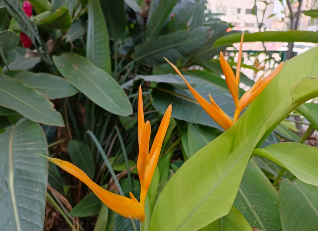 Tecno Pova 6 Pro's camera sample