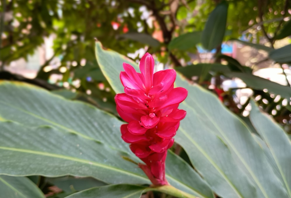 Moto G64's camera sample with portrait mode.