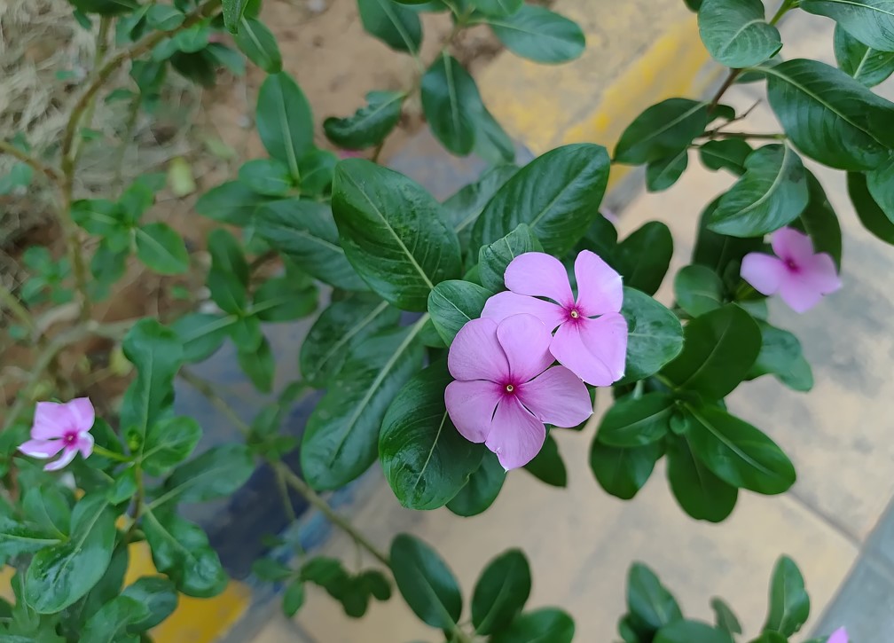 Samsung Galaxy M55's camera sample.