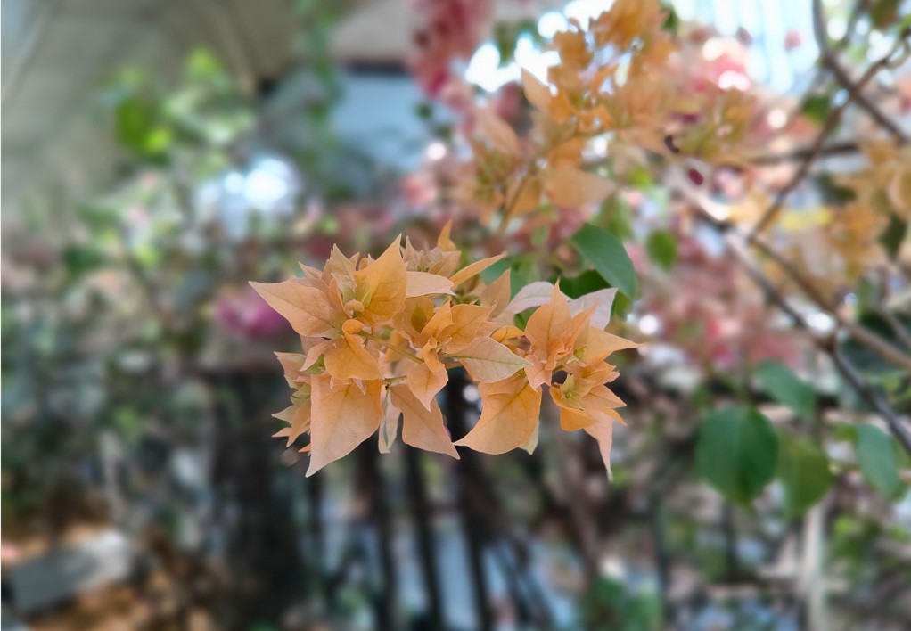 OnePlus Nord CE 4's camera sample with portrait mode on.