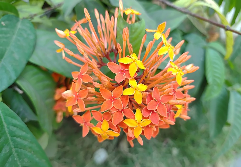 Samsung Galaxy M55's camera sample.