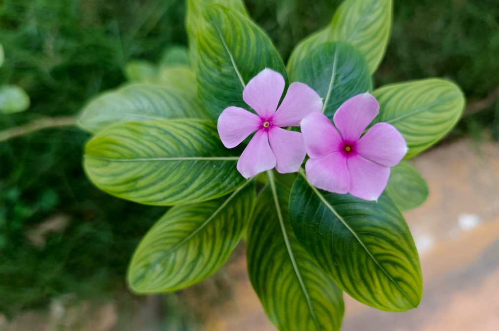 Tecno Pova 6 Pro's camera sample.