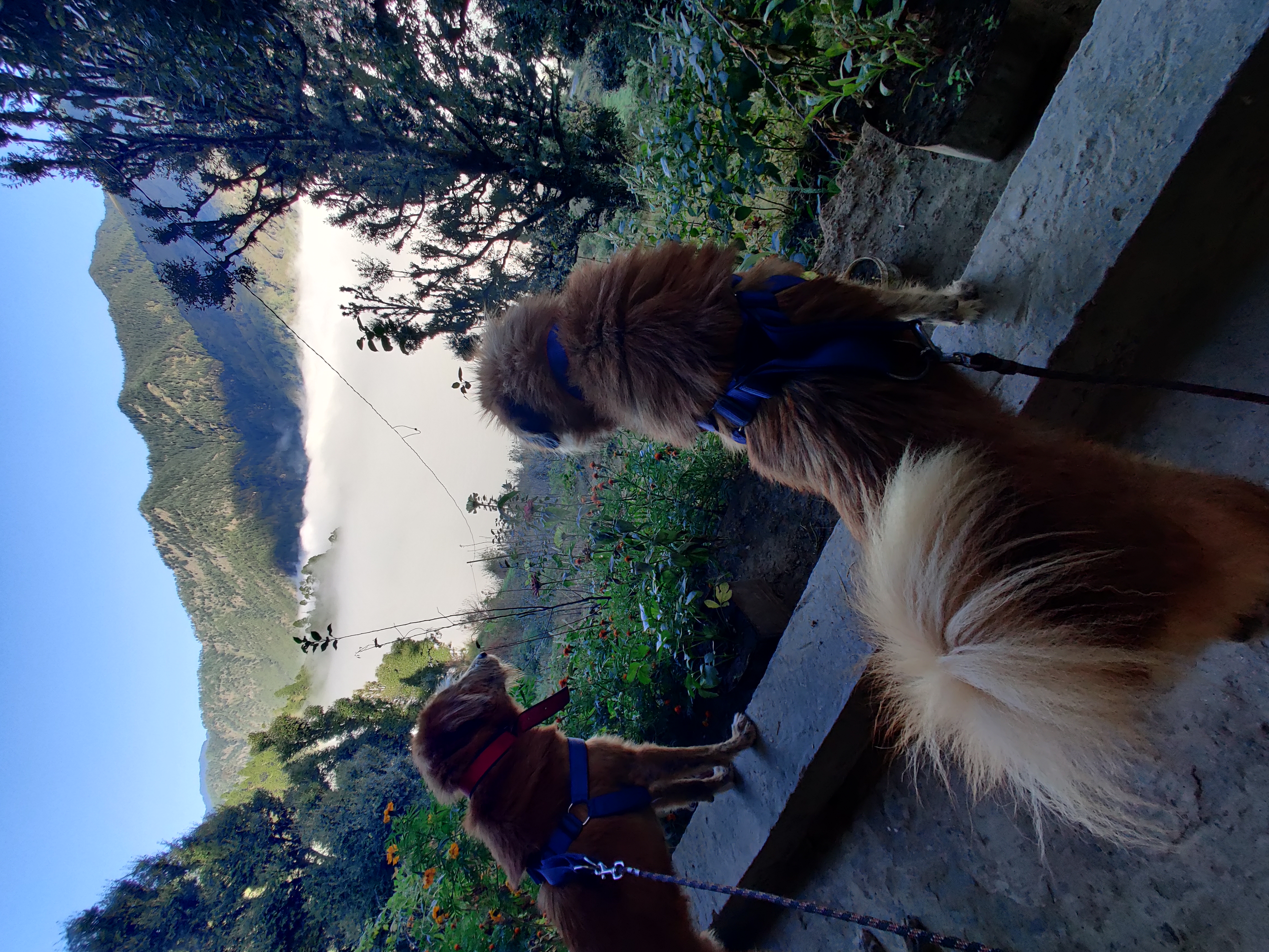 He lives with three mountain dogs and a cat.