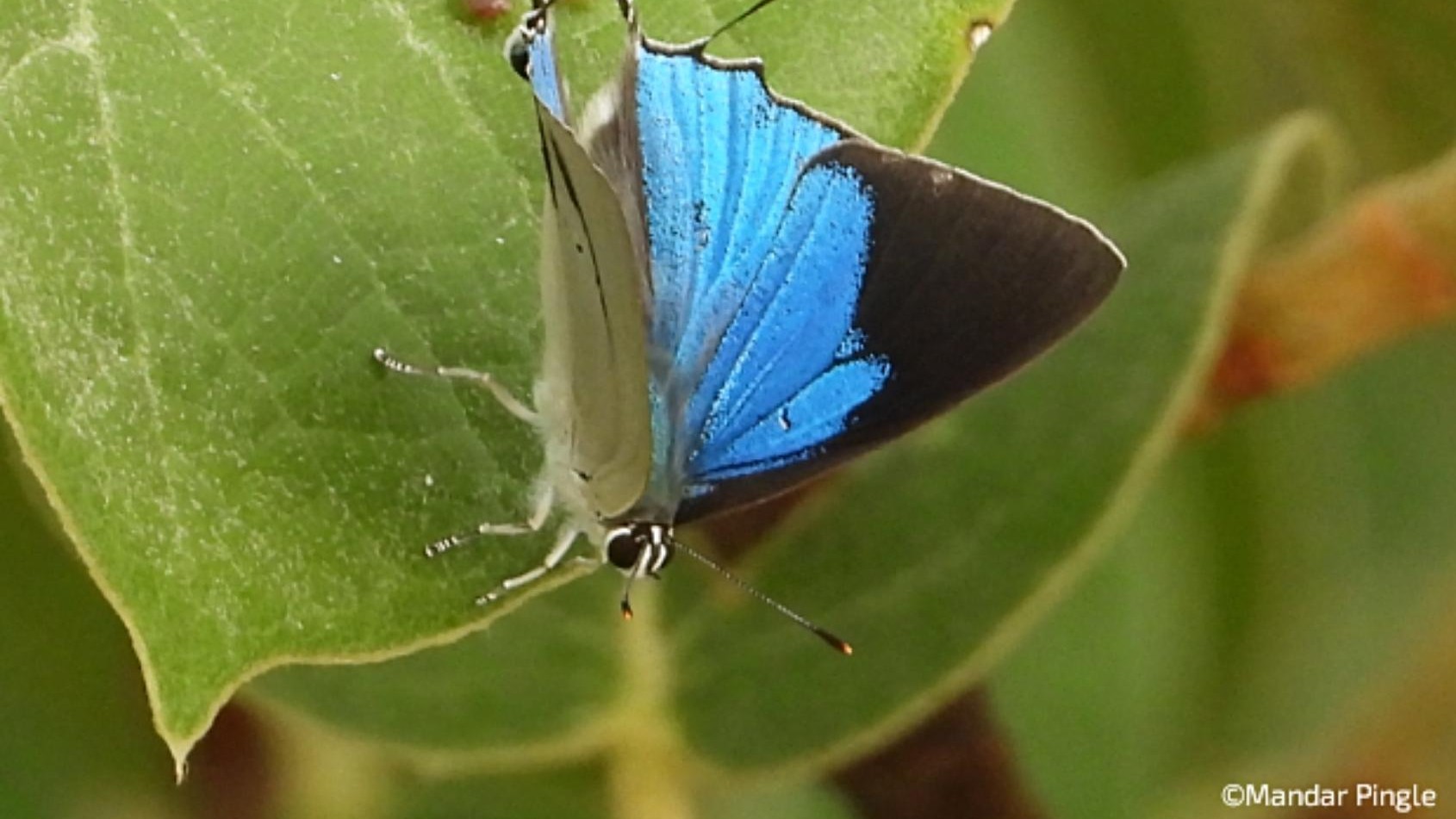 In a first, Peacock Royal butterfly caught on camera in Maharashtra's Pench Tiger Reserve