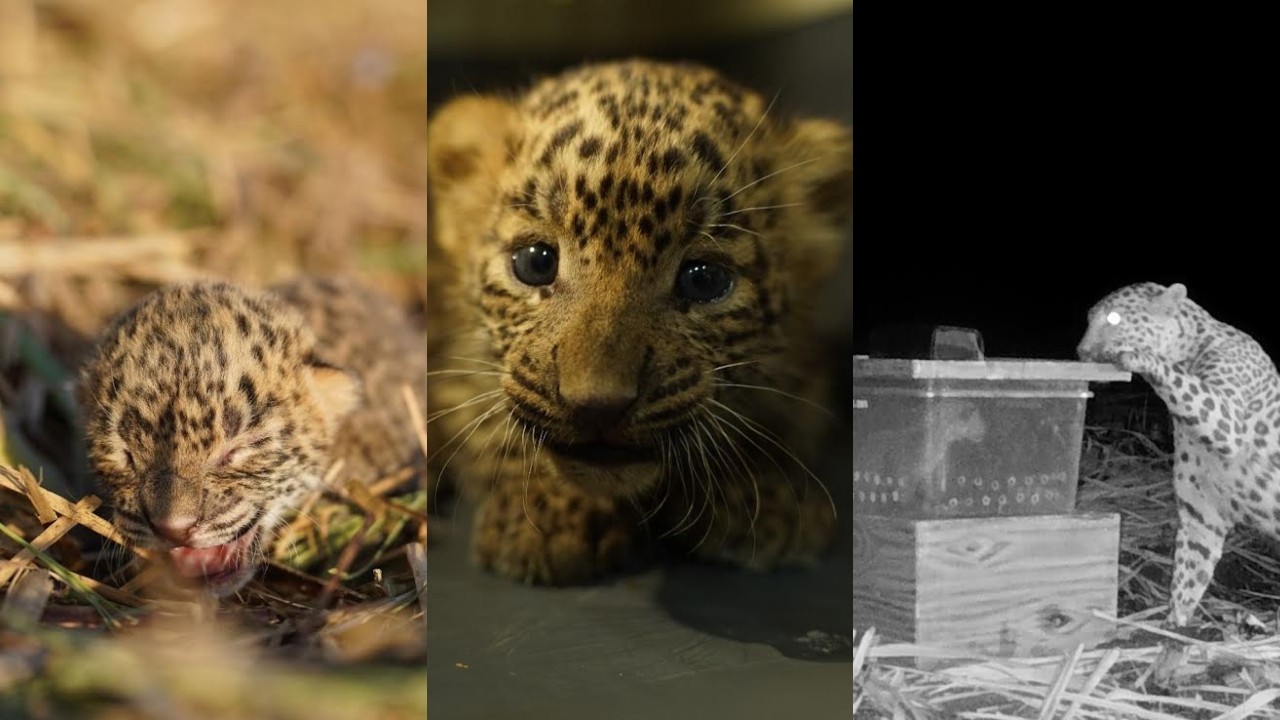 Maharashtra Forest Department and Wildlife SOS united 100 leopard cubs with mothers in past 17 years