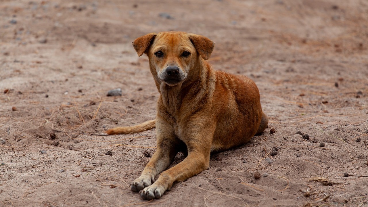 Five-month-old baby mauled to death by dog in Telangana