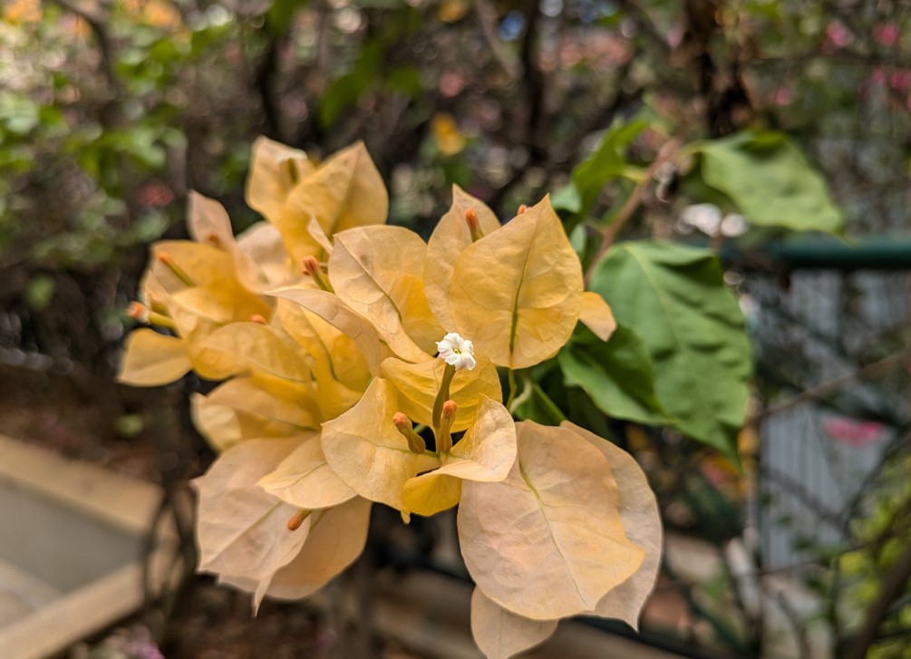 Google Pixel 8a's camera sample.
