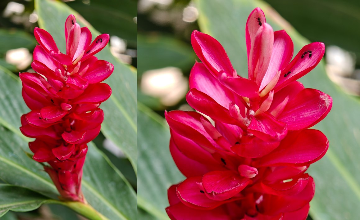 Oppo Find X7 Ultra's with portrait mode on.