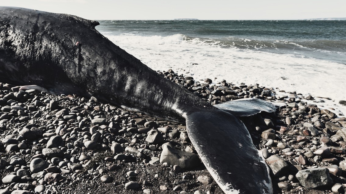 44-foot whale carcass on bow of cruise ship baffles New York authorities