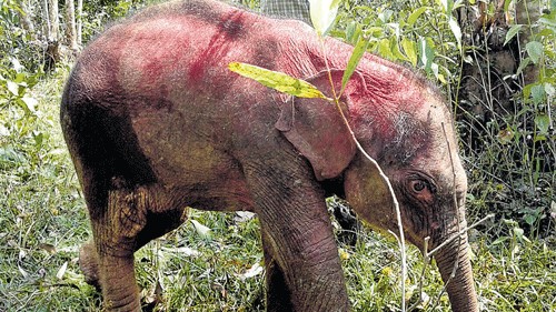 Elephant calf rescued from well in Tamil Nadu after 10-hr struggle