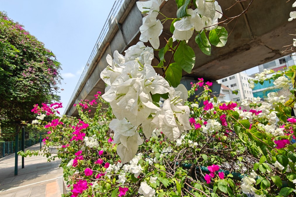 Oppo Find X7 Ultra's camera sample.
