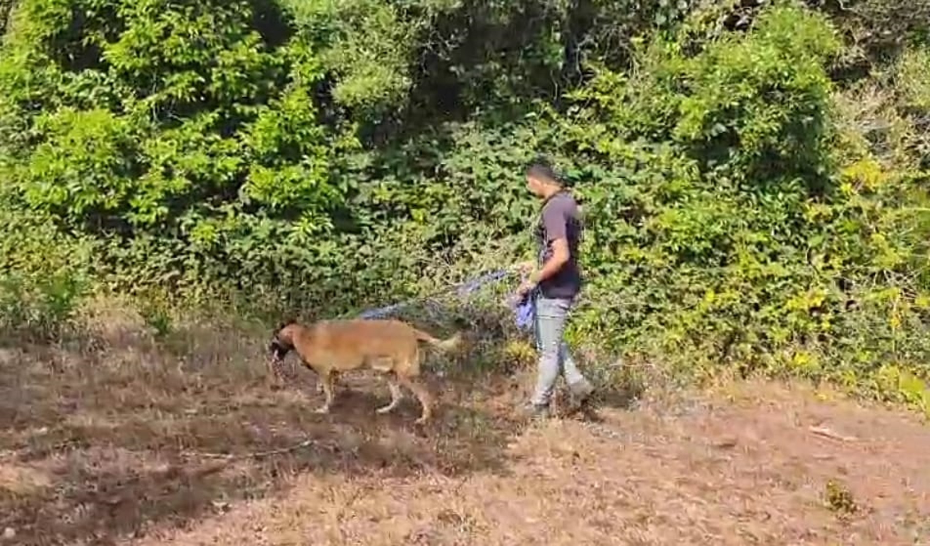 A dog squad conducts an inspection in the forest area where the murder took place.
