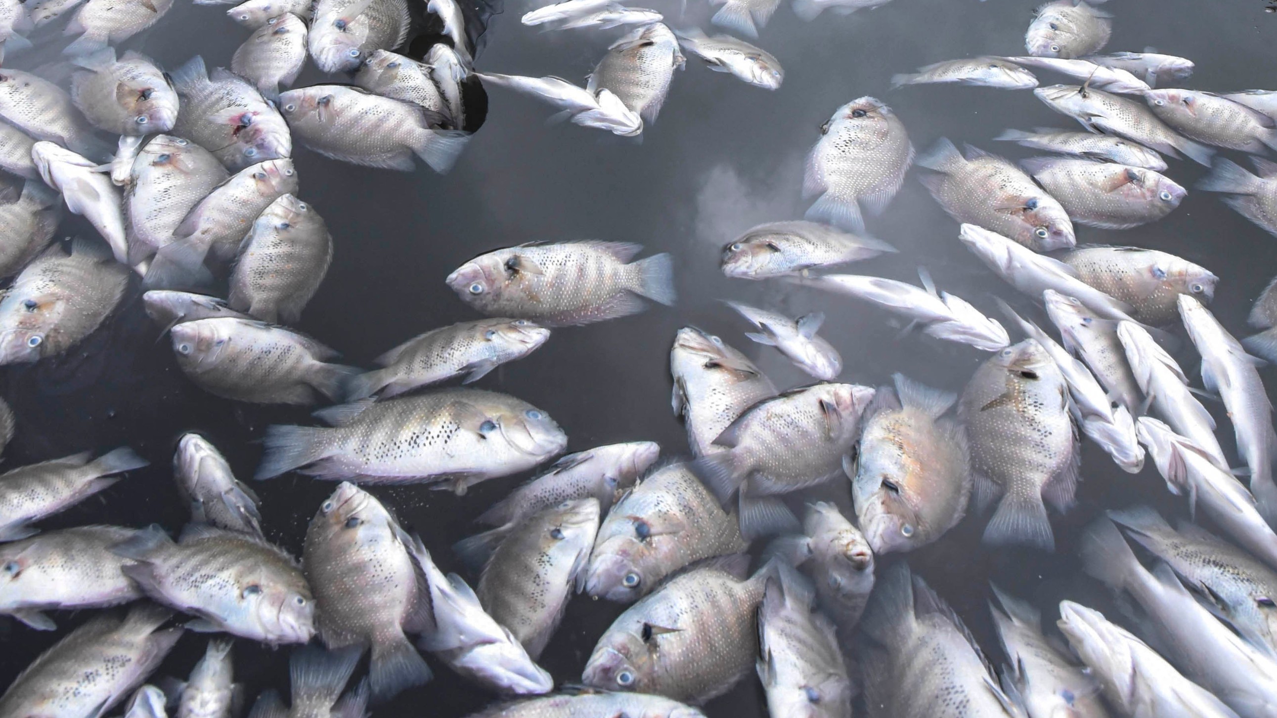 Mass fish death in Kerala's Periyar river due to suspected effluent flow