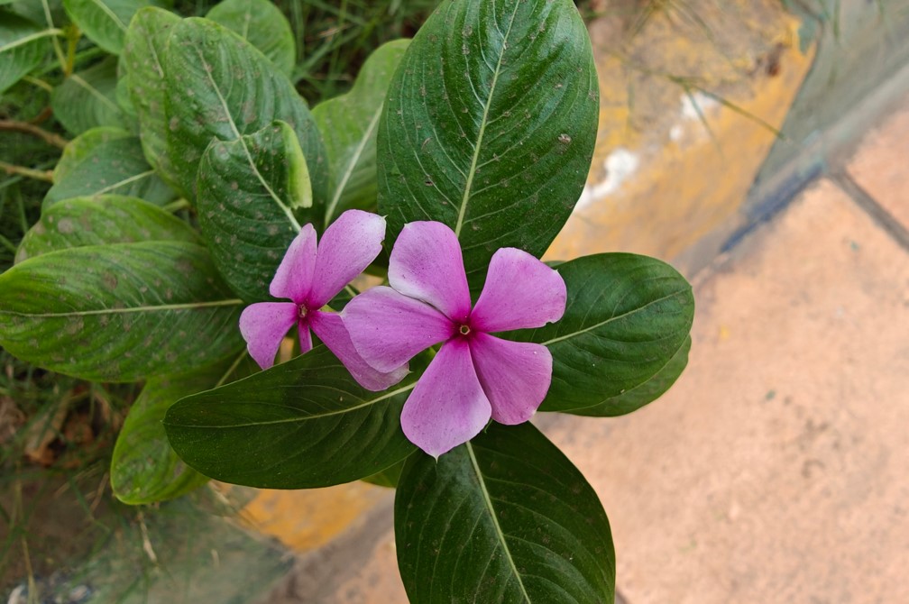 Oppo Find X7 Ultra's camera sample.