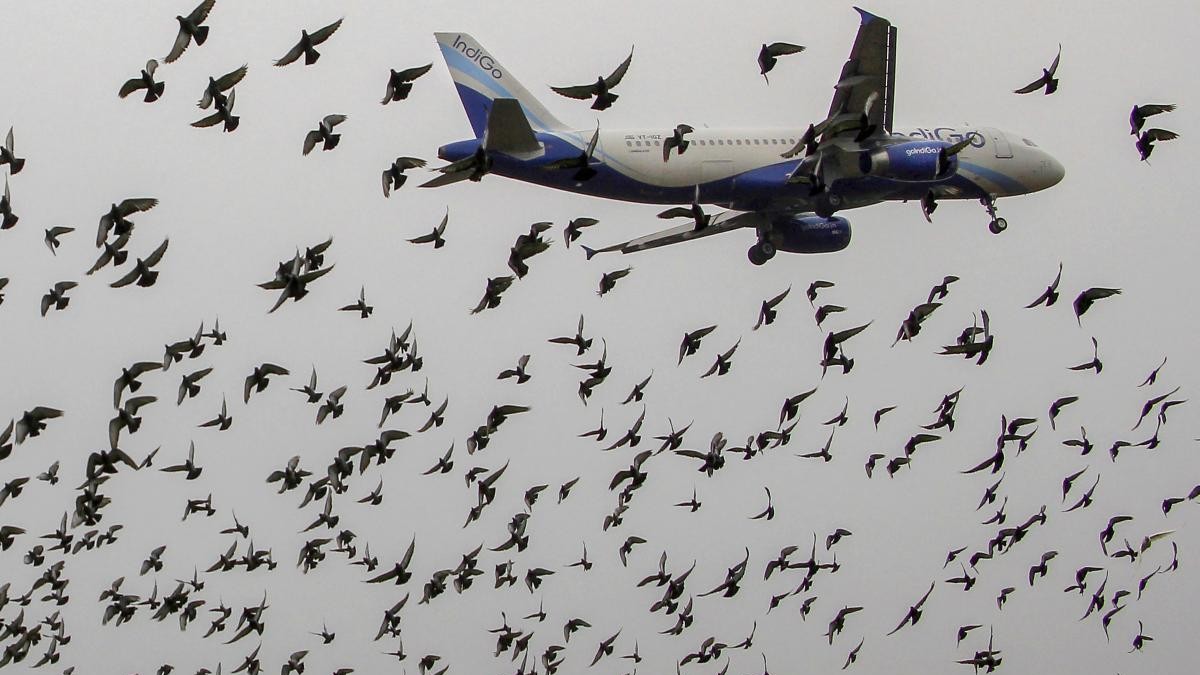 Explained | Bird strike: what happens when a plane collides with a bird?