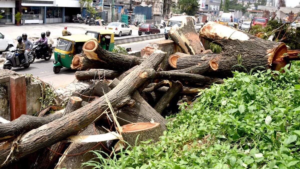700 Mumbai trees face axe; greens send SOS to CM Devendra Fadnavis