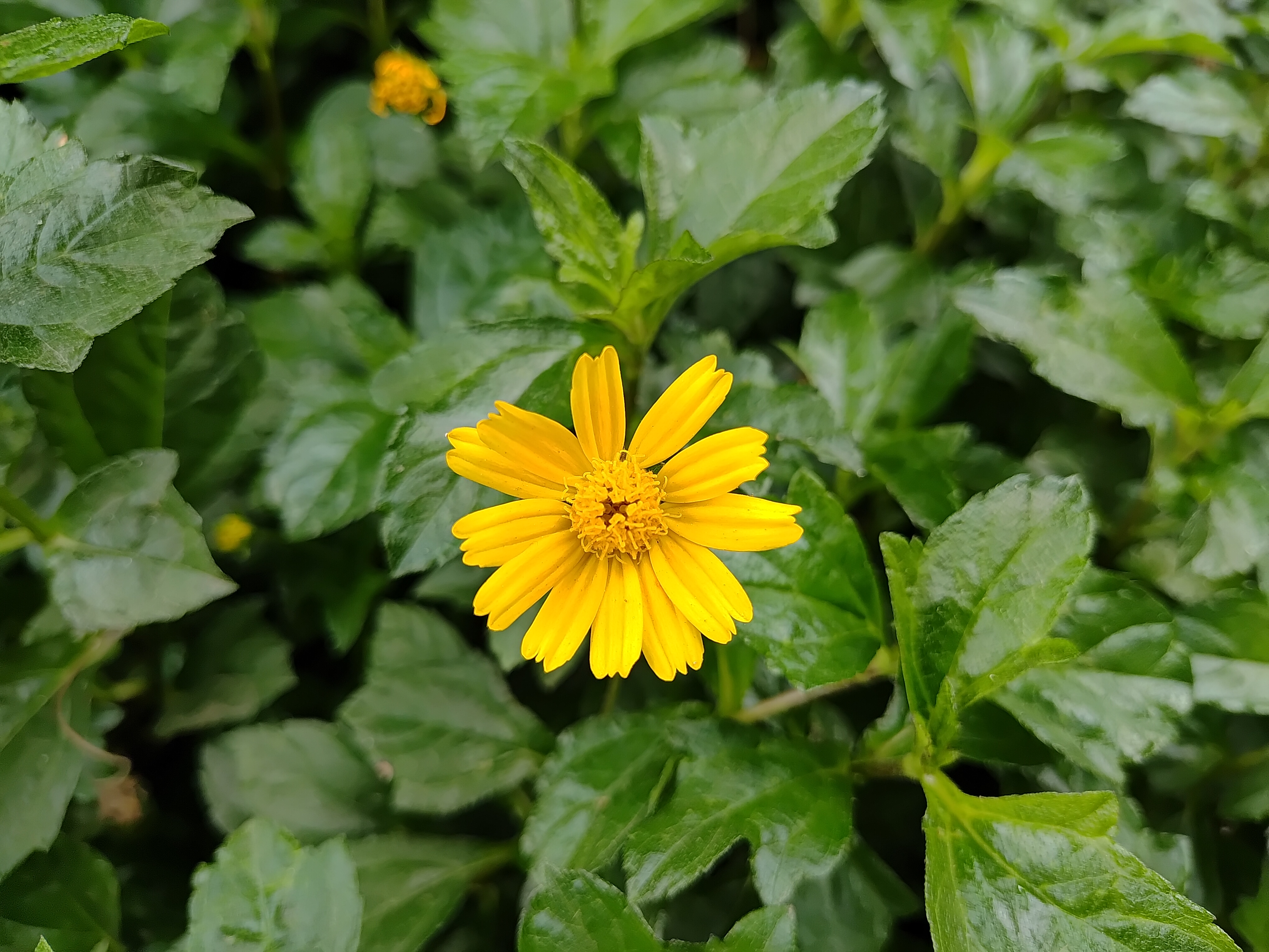 Samsung Galaxy F55's camera sample.