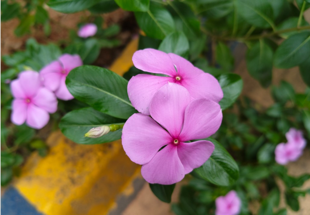 OnePlus Nord CE 4 Lite's camera sample.