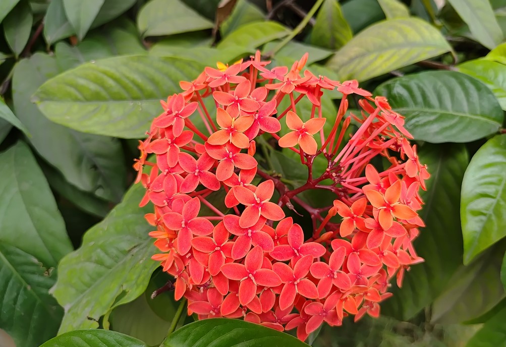 Samsung Galaxy F55's camera sample.